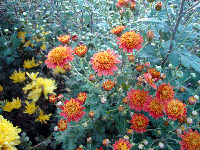 70721964.gif