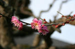 ume1.jpg