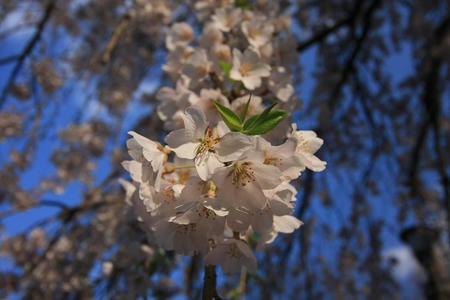 sakura414-1.JPG