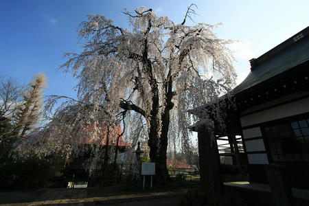 sakura414-2.JPG