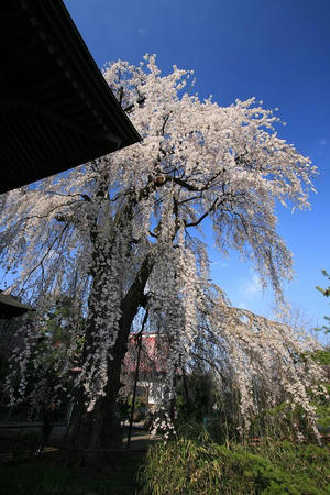 sakura414-3.JPG