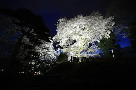 sakura414-4.JPG