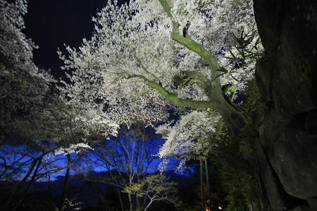 sakura414-5.JPG