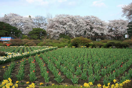 sakura414-6.JPG