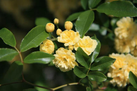 GunmaFlower515-3.JPG