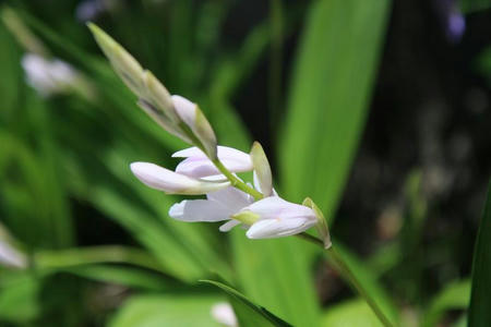 GunmaFlower515-4.JPG