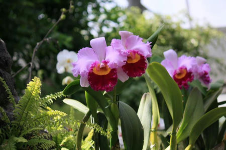 GunmaFlower515-7.JPG