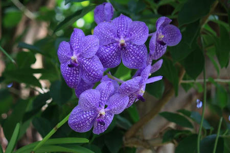 GunmaFlower515-11.JPG