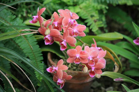 GunmaFlower515-13.JPG