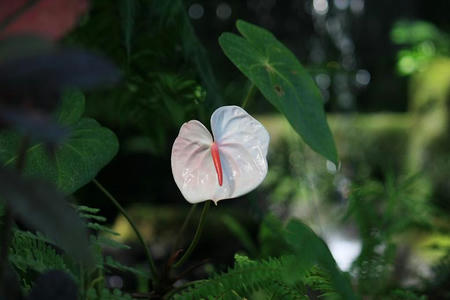 GunmaFlower515-14.JPG