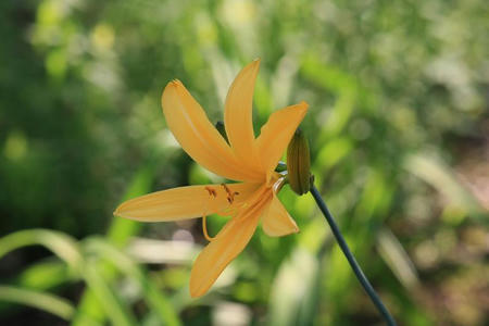 GunmaFlower515-15.JPG