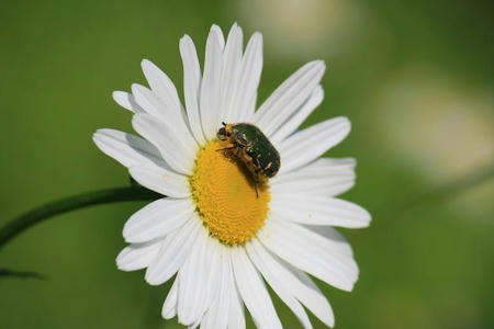 GunmaFlower515-17.JPG