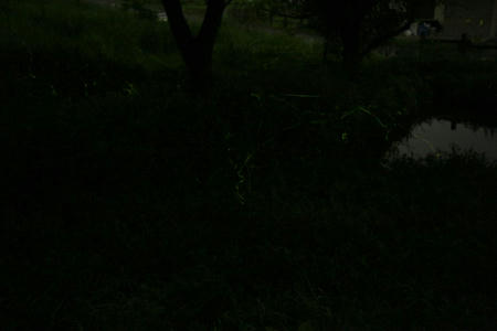 hotaru710-5.JPG