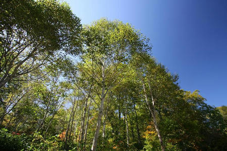 2008_1002naramata004.JPG