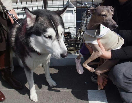 2009_0312simomaruko0006-2.JPG