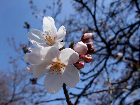 2009_0330sakura0013.JPG