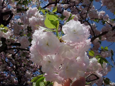 白井宿　八重桜