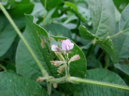 大豆の花