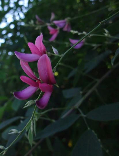 萩の花