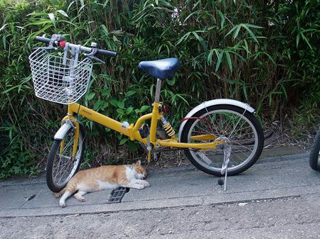 鶴岡八幡宮の途中にいた猫