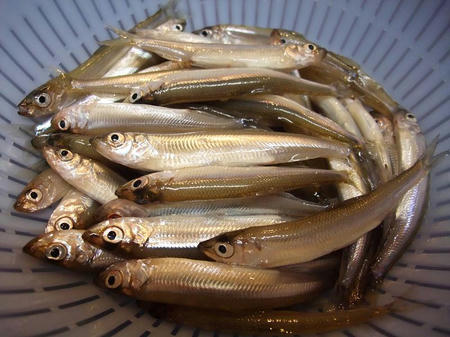 丹生湖 ワカサギ