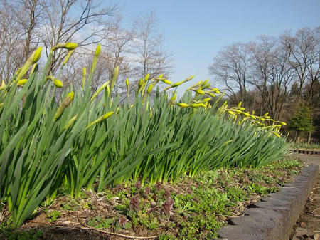 東吾妻町親水公園　　水仙