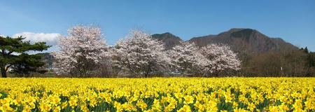 東吾妻町親水公園　桜と水仙