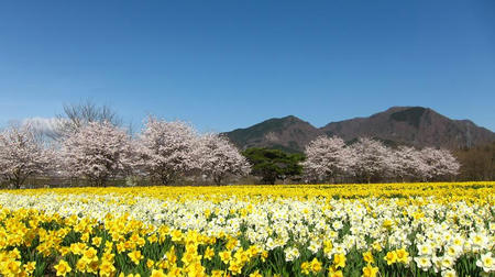 東吾妻町親水公園　桜と水仙