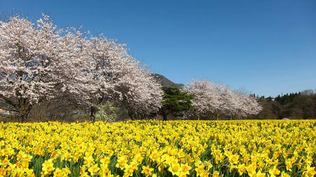 東吾妻町親水公園　桜と水仙