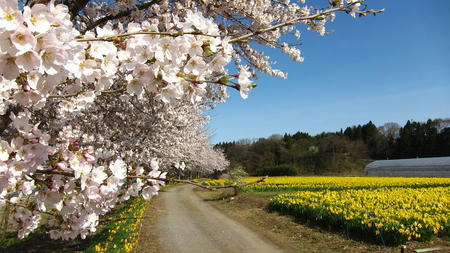 東吾妻町親水公園　桜と水仙