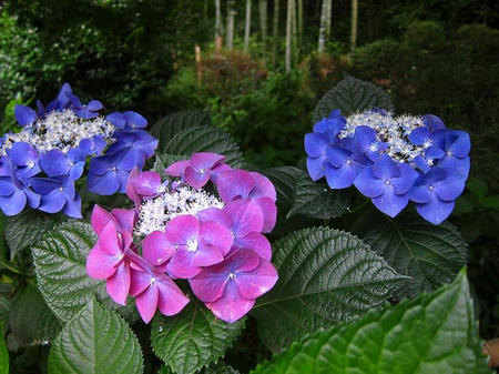 茶寮 いま泉 紫陽花