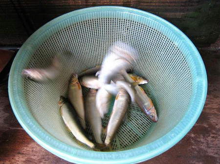 綾戸 簗