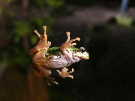 カエルが５匹