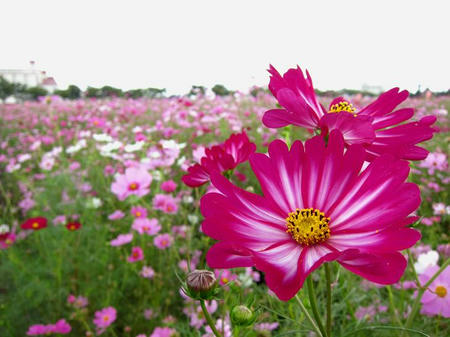 にった花トピア