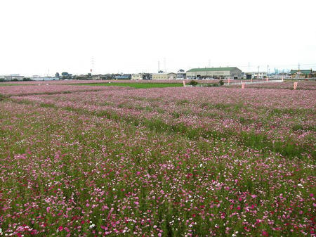 にった花トピア