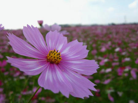 にった花トピア
