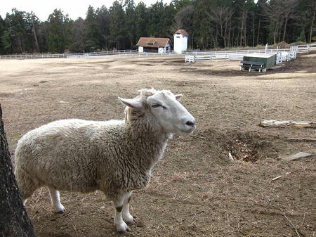 赤城高原牧場 クローネンベルグ