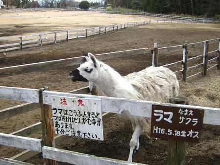 赤城高原牧場 クローネンベルグ　ラマ