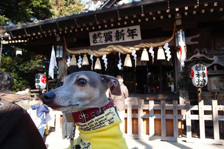 亀ヶ池八幡宮