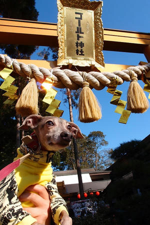 亀ヶ池八幡宮