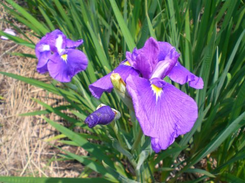 CIMG7111.jpg