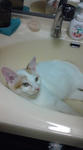 洗面所にゃんこ。