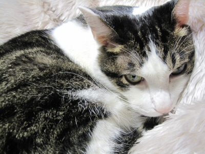 かわいいんだけど