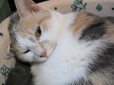 サクラの寝起き