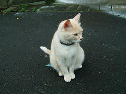 tama