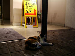 hachi猫