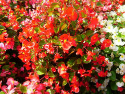 花１