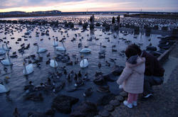 白鳥の湖
