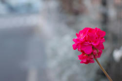 hana red