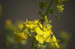 菜の花?